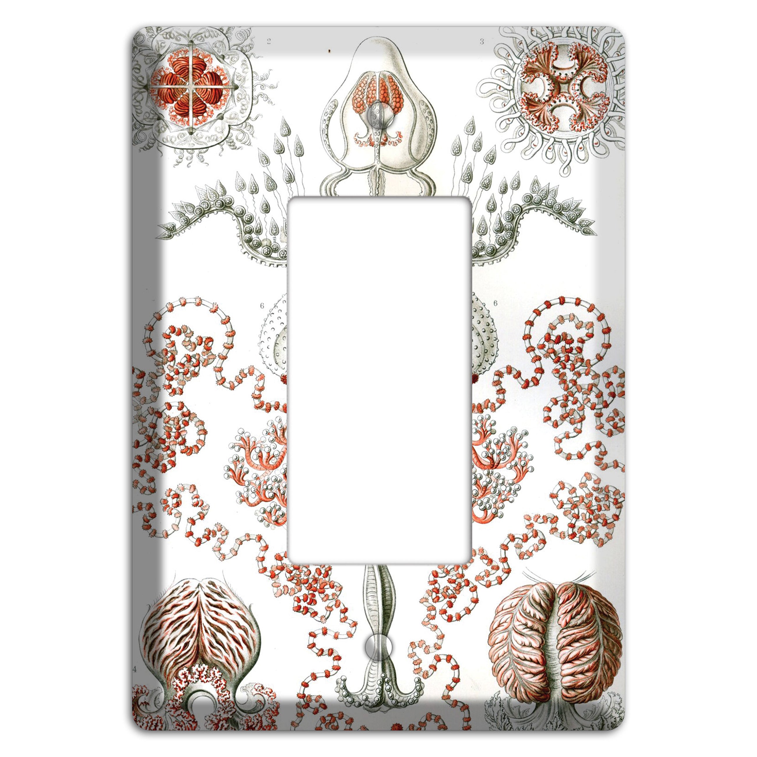 Haeckel - Anthomedusae Rocker Wallplate