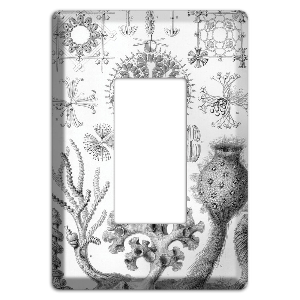 Haeckel - Hexactinellae Rocker Wallplate