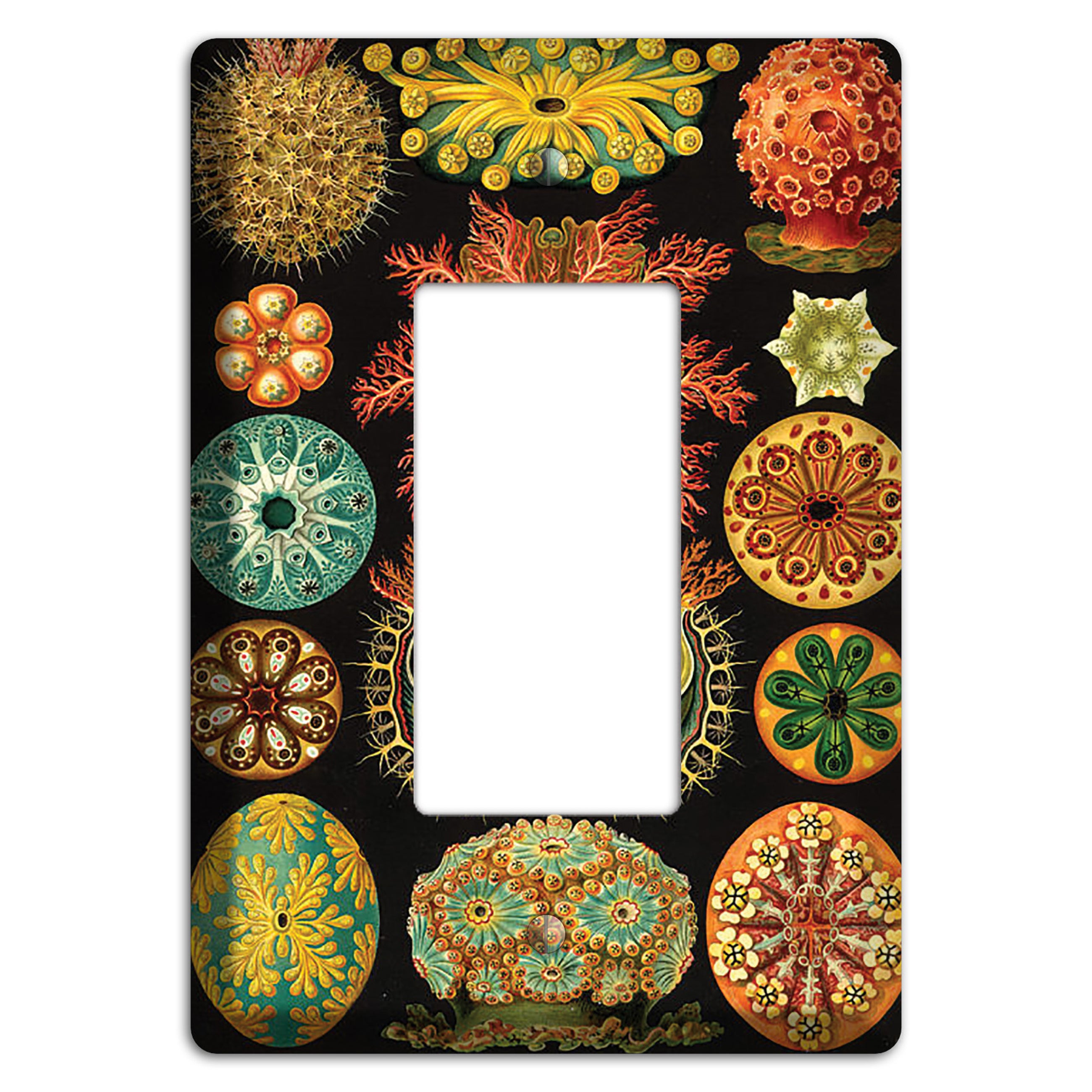 Haeckel - Ascidiae Rocker Wallplate