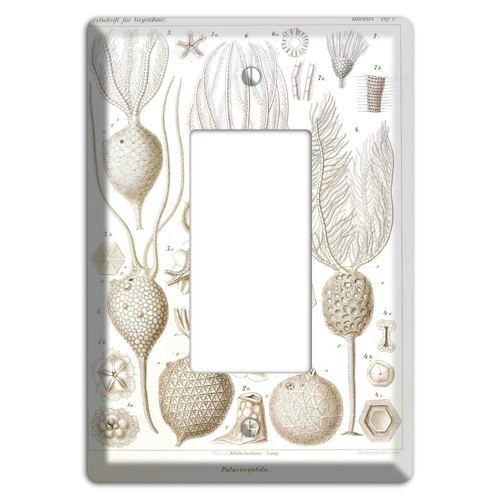 Haeckel - Microscopic Fossil Rocker Wallplate