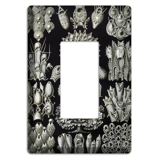 Haeckel - Bryozoa Rocker Wallplate