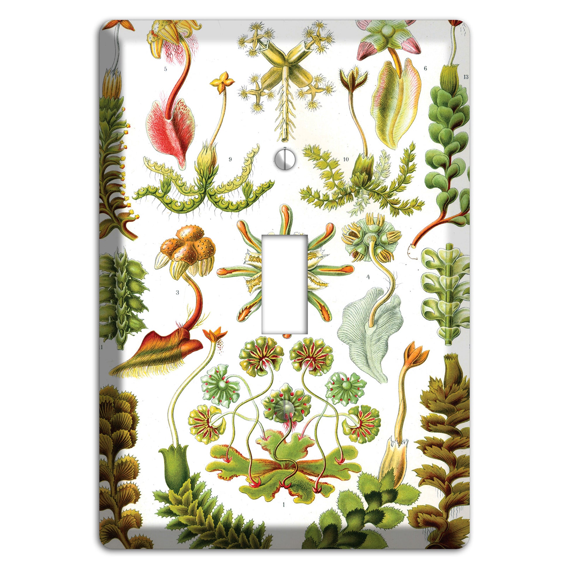 Haeckel - Hepaticae Cover Plates