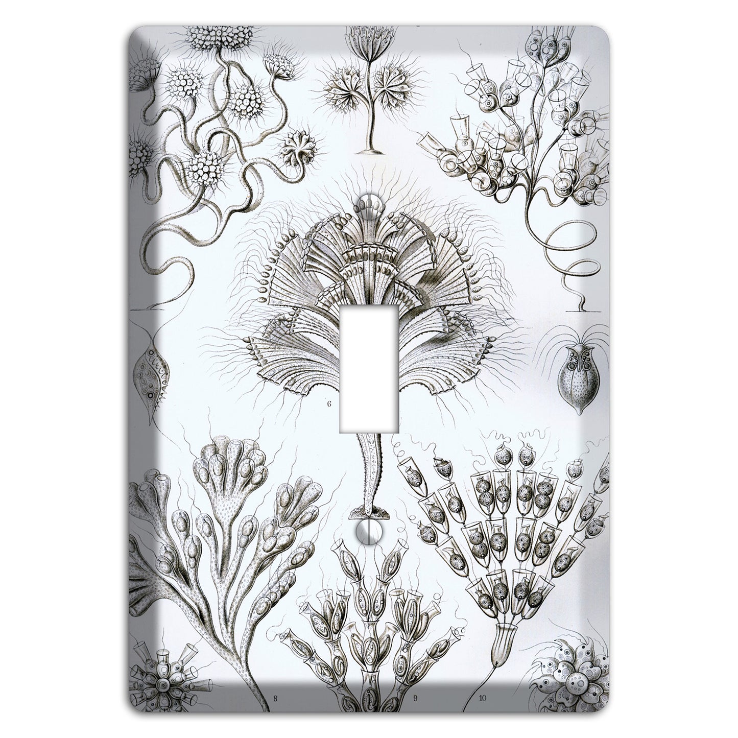 Haeckel - Flagellata Cover Plates