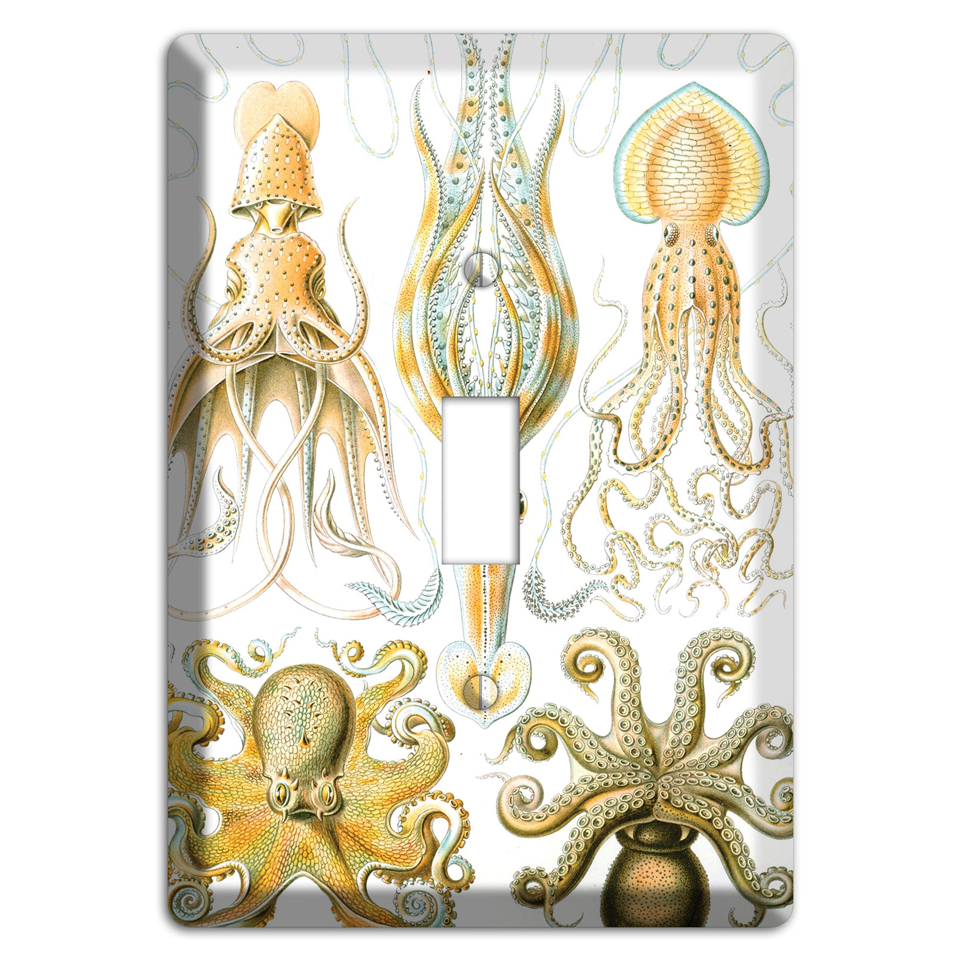 Haeckel - Gamochonia Cover Plates