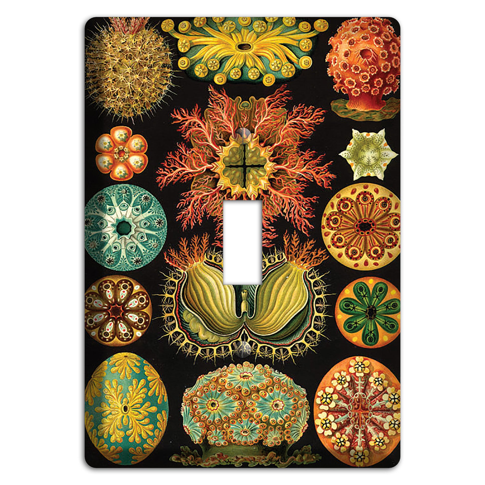 Haeckel - Ascidiae Cover Plates