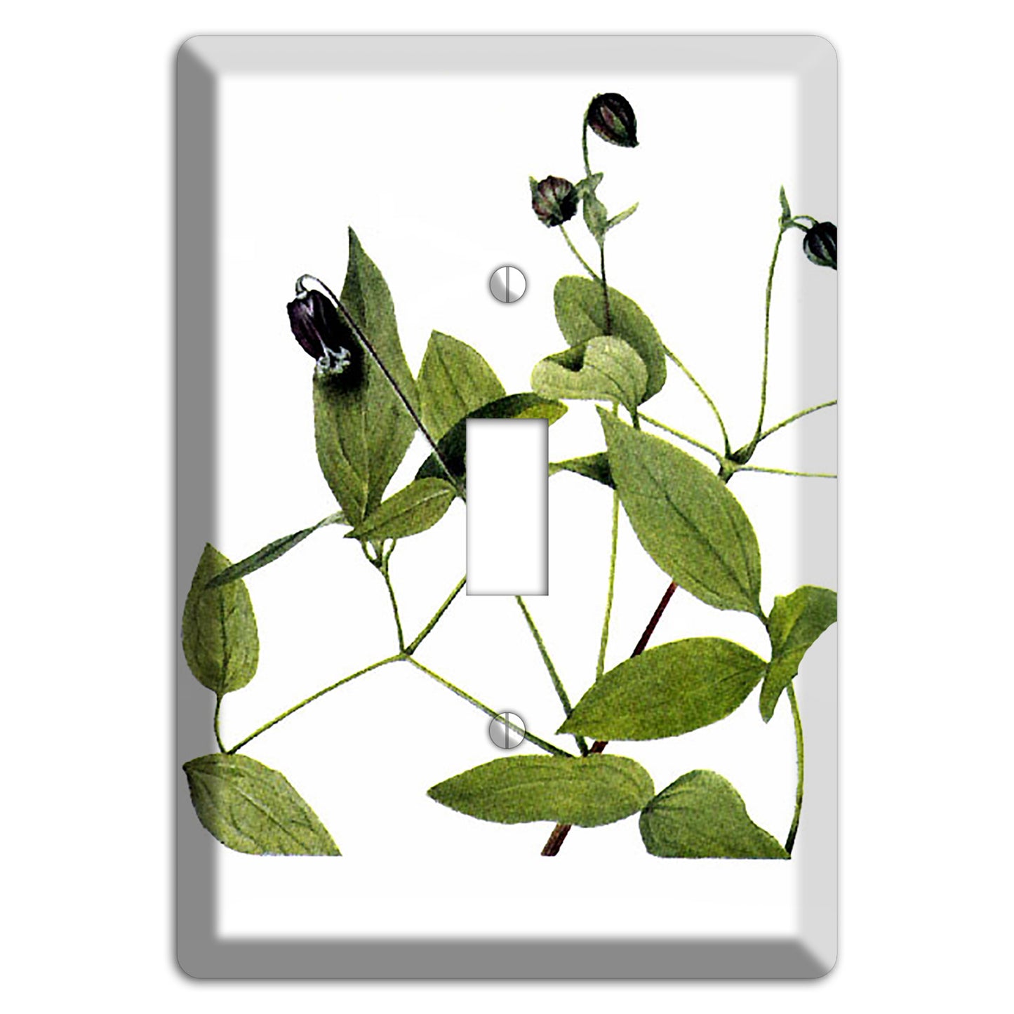 Clematis Viorna Cover Plates
