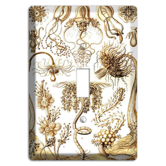 Haeckel - Tubulariae Cover Plates