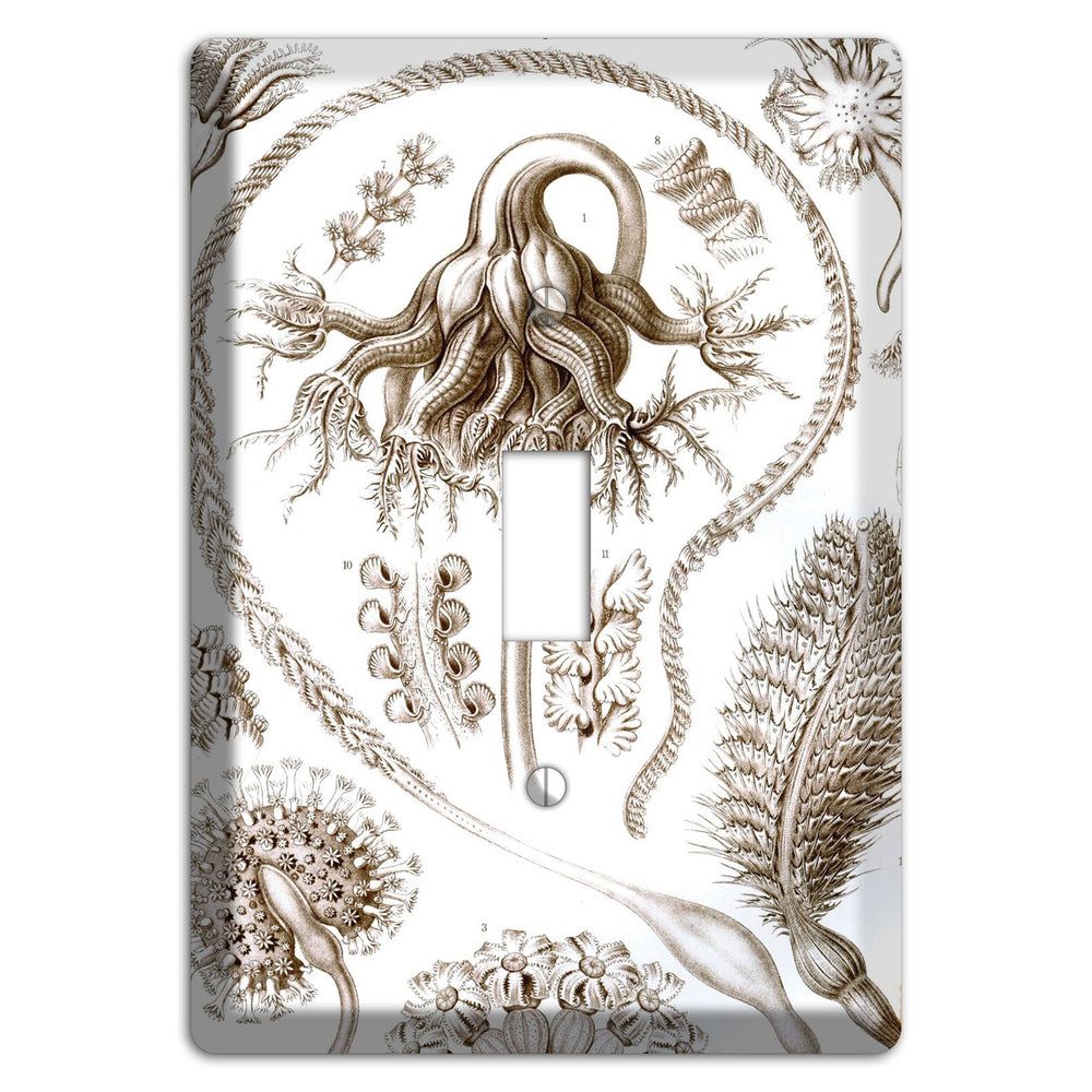 Haeckel - Pennatulida Cover Plates