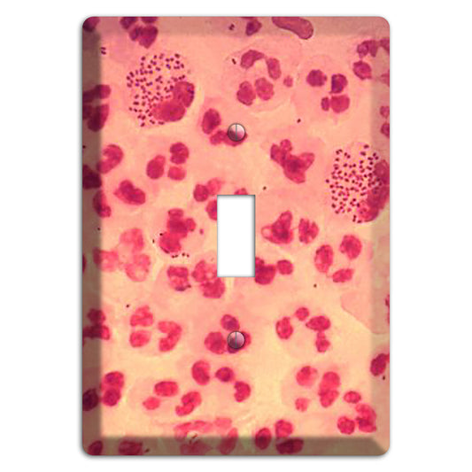 Gonococcal Urethritis Cover Plates