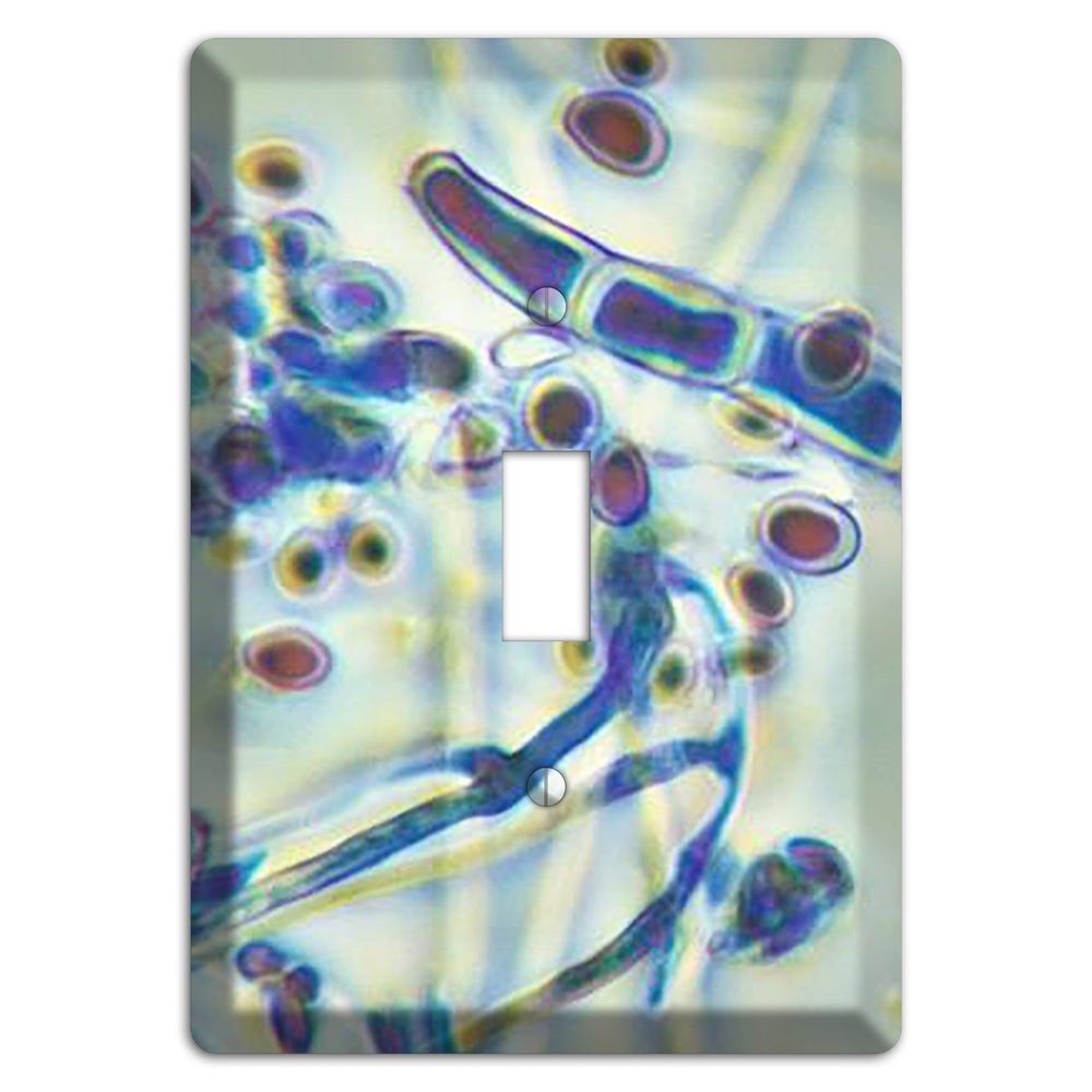 Trichophyton Rubrum Var Rodhaini Cover Plates