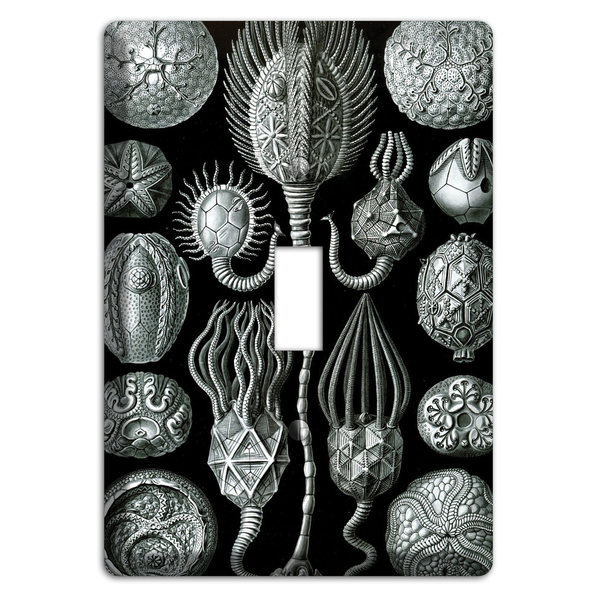 Haeckel - Cystoidea Cover Plates