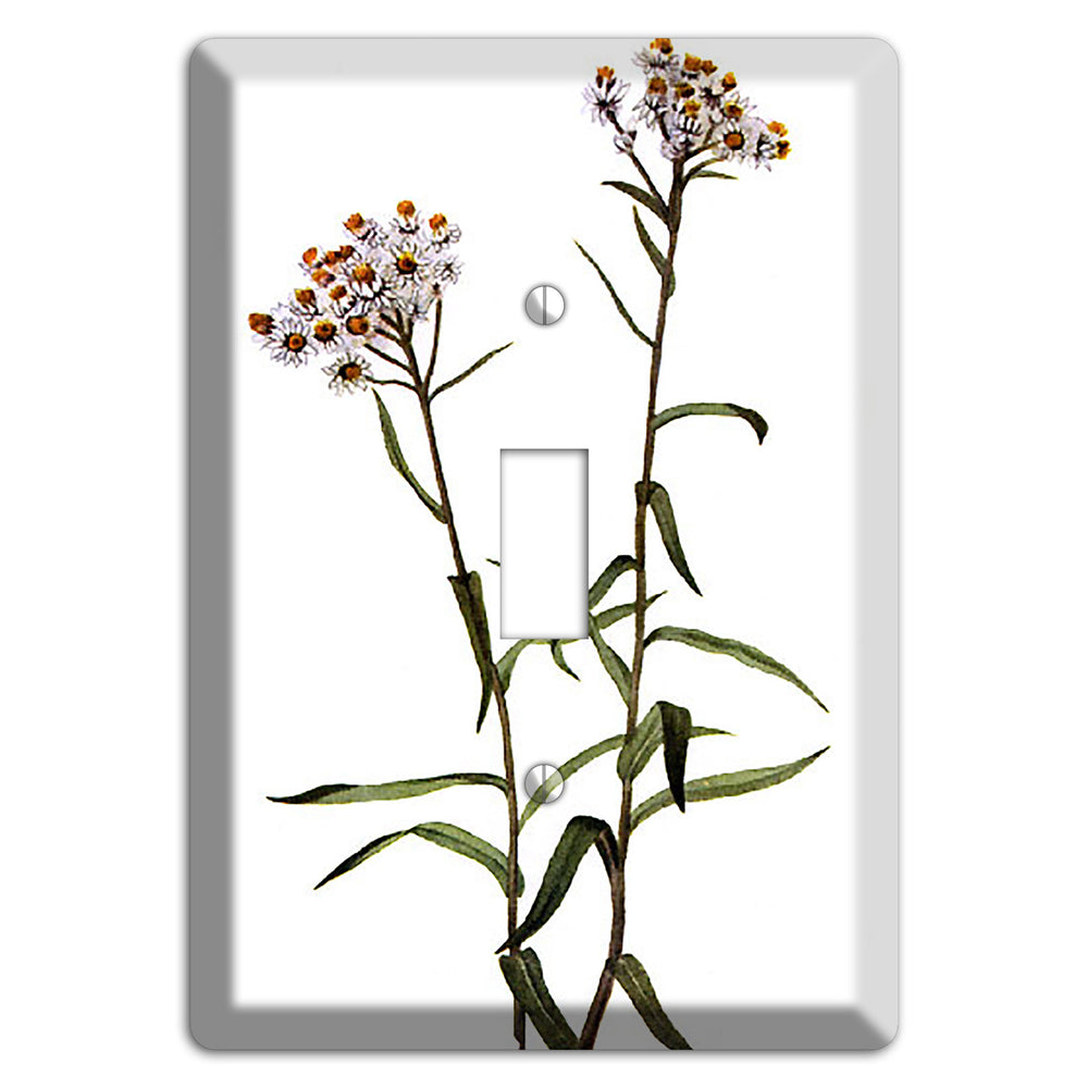 Anaphalis Margoritacea Cover Plates