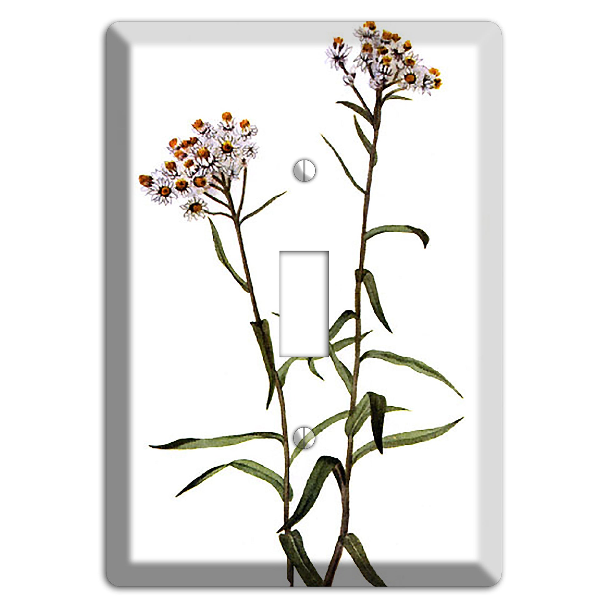 Anaphalis Margoritacea Cover Plates