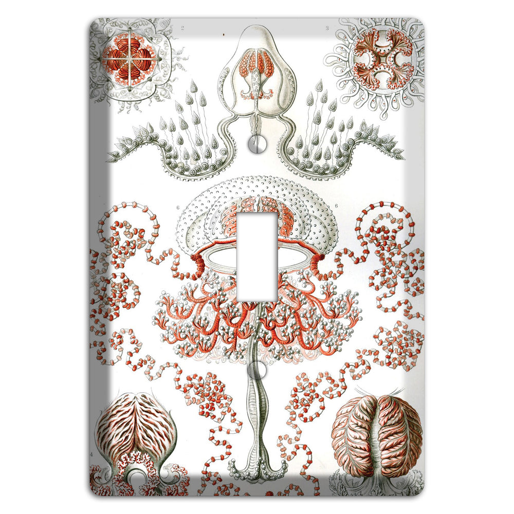 Haeckel - Anthomedusae Cover Plates