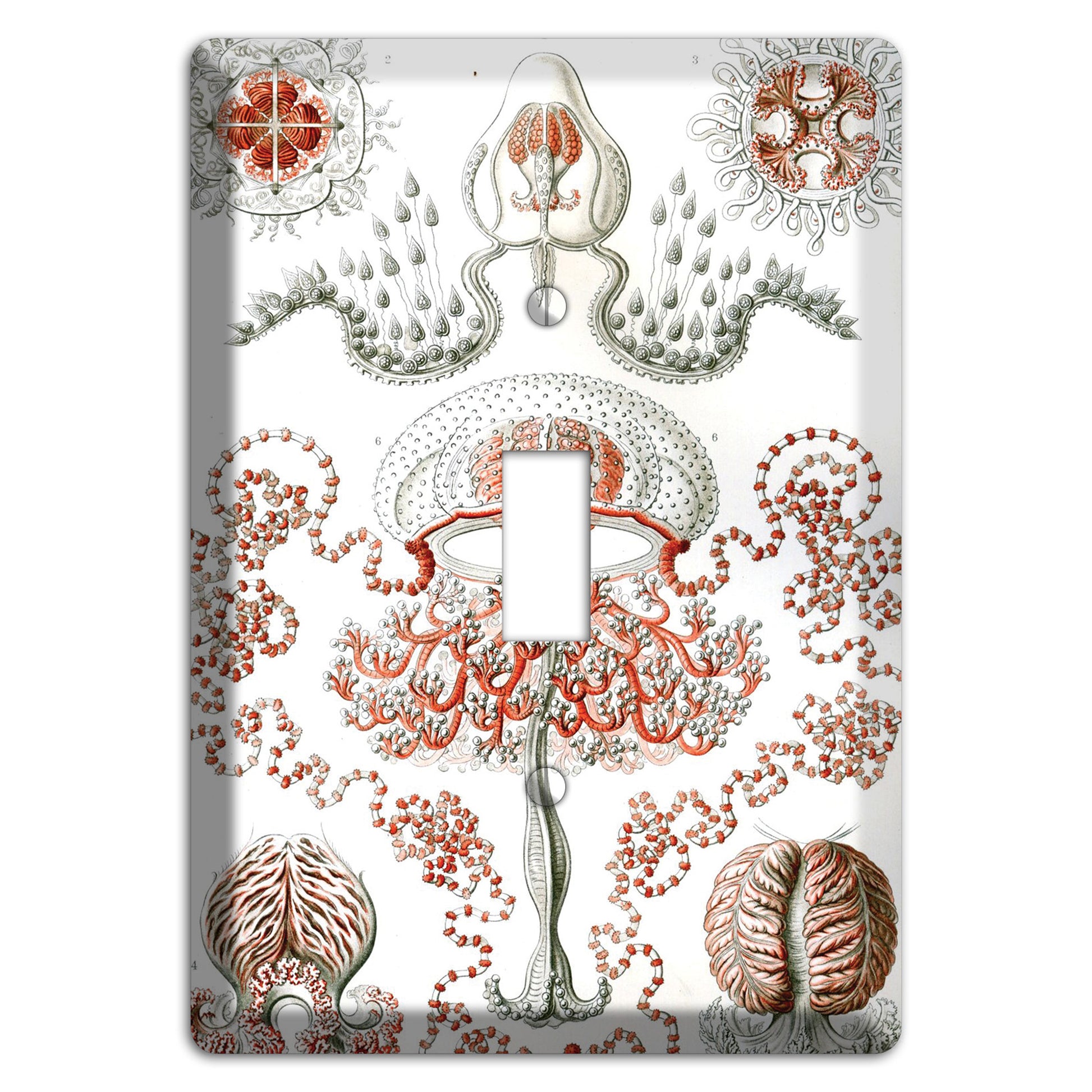 Haeckel - Anthomedusae Cover Plates