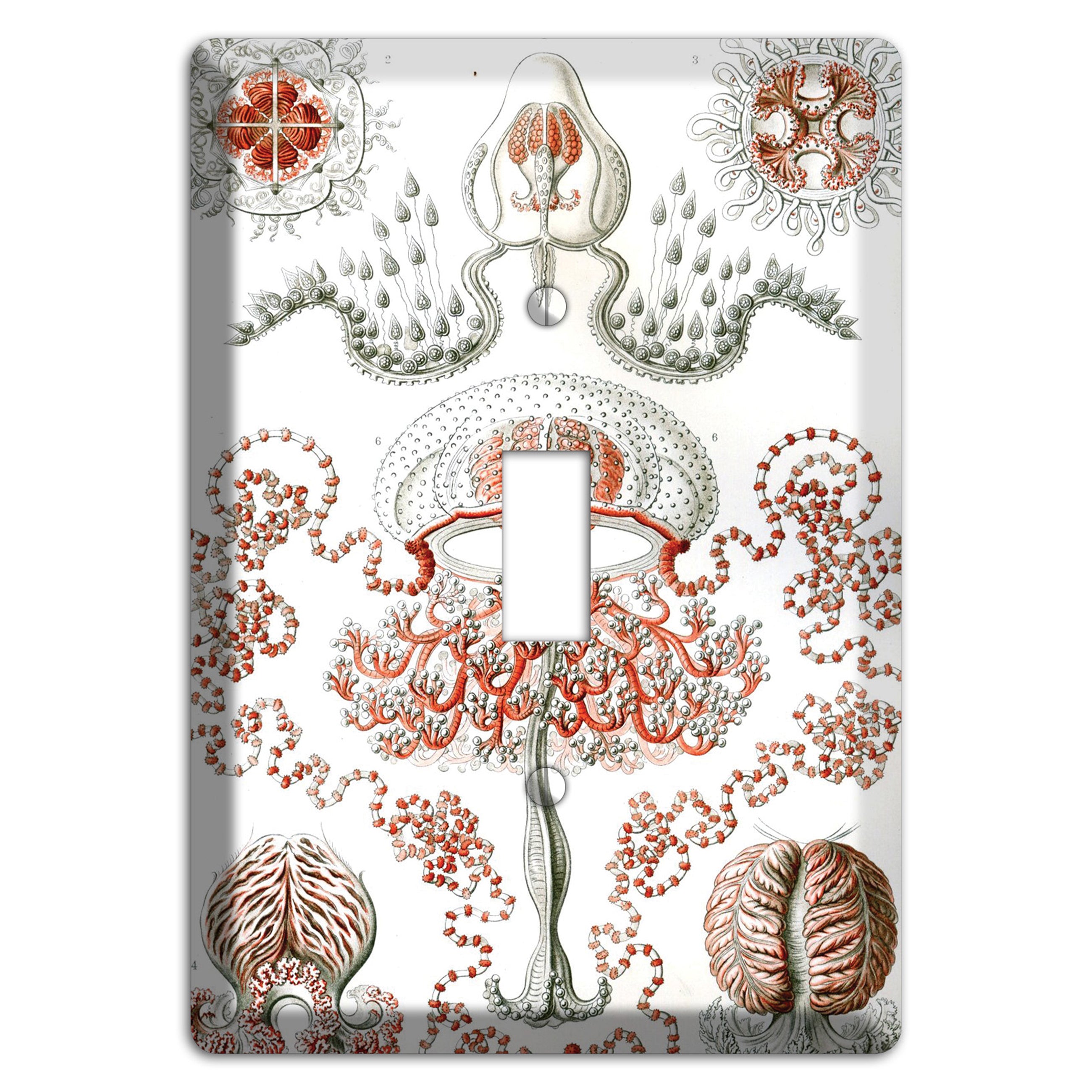 Haeckel - Anthomedusae Cover Plates