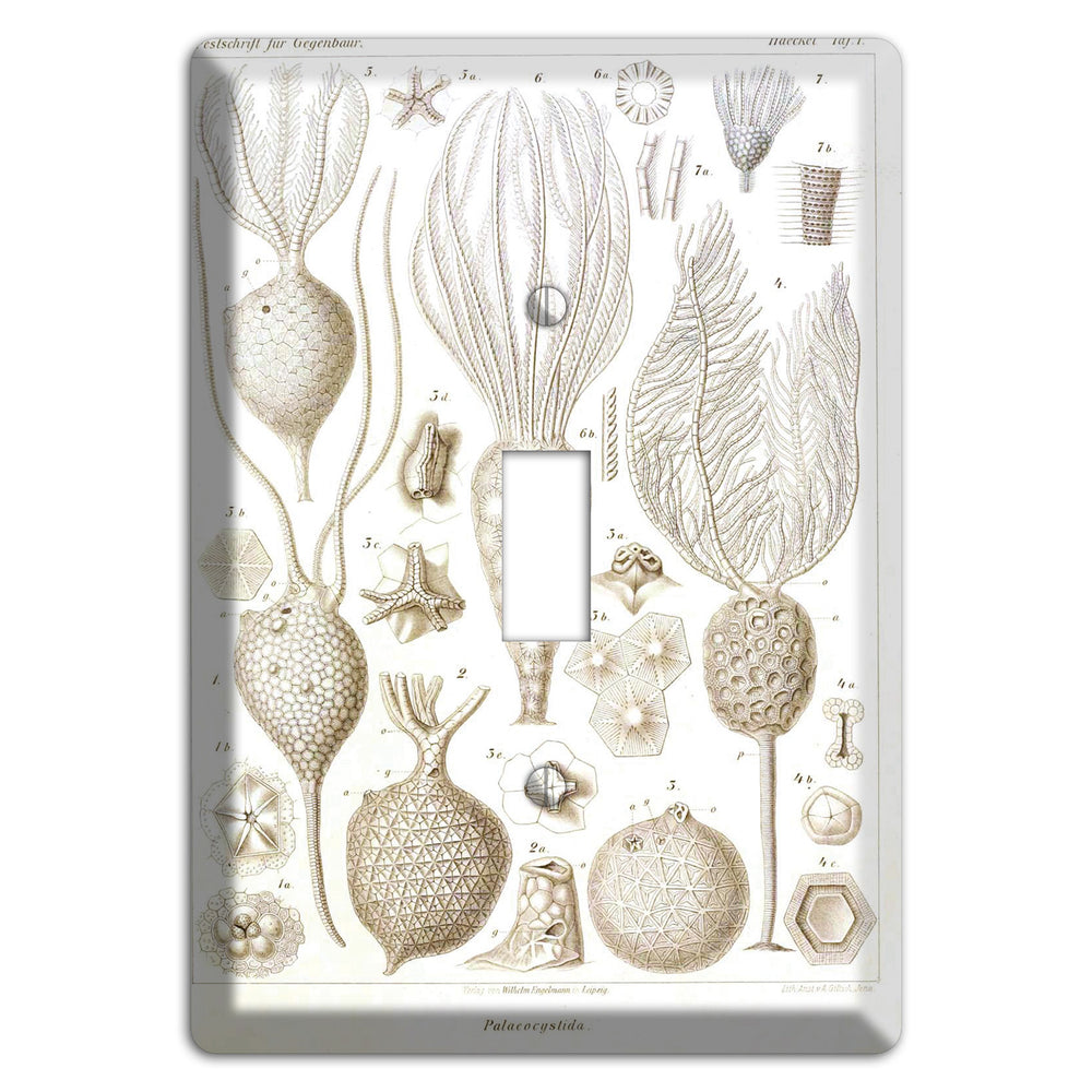 Haeckel - Microscopic Fossil Cover Plates