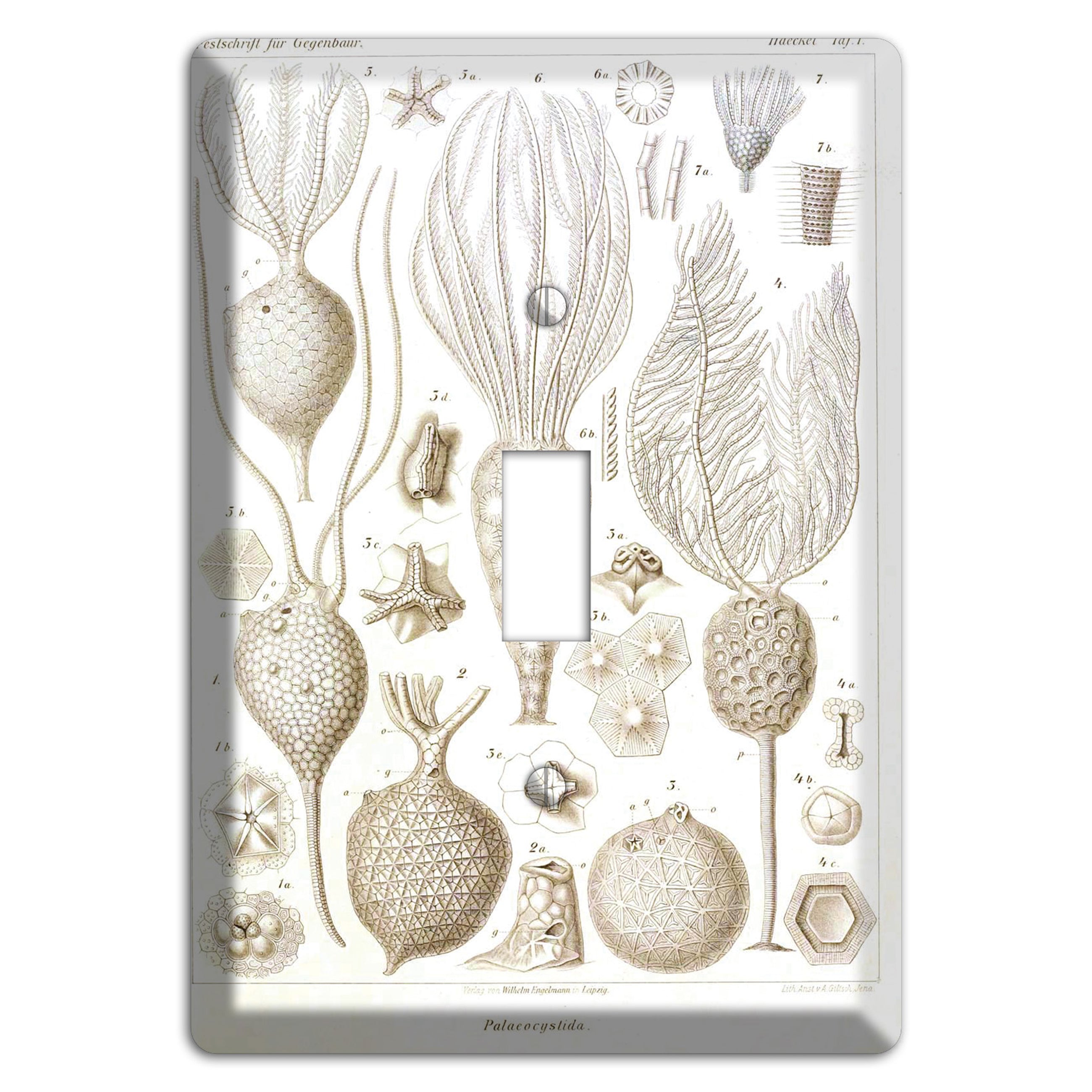 Haeckel - Microscopic Fossil Cover Plates
