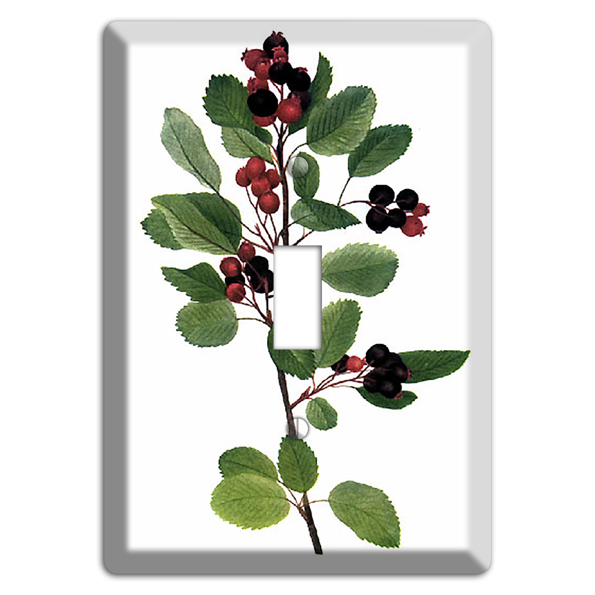 Amelanchier Ainifolia Cover Plates