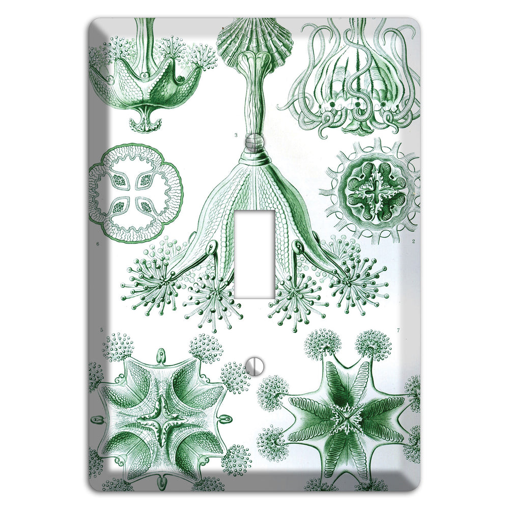 Haeckel - Stauromedusae Cover Plates