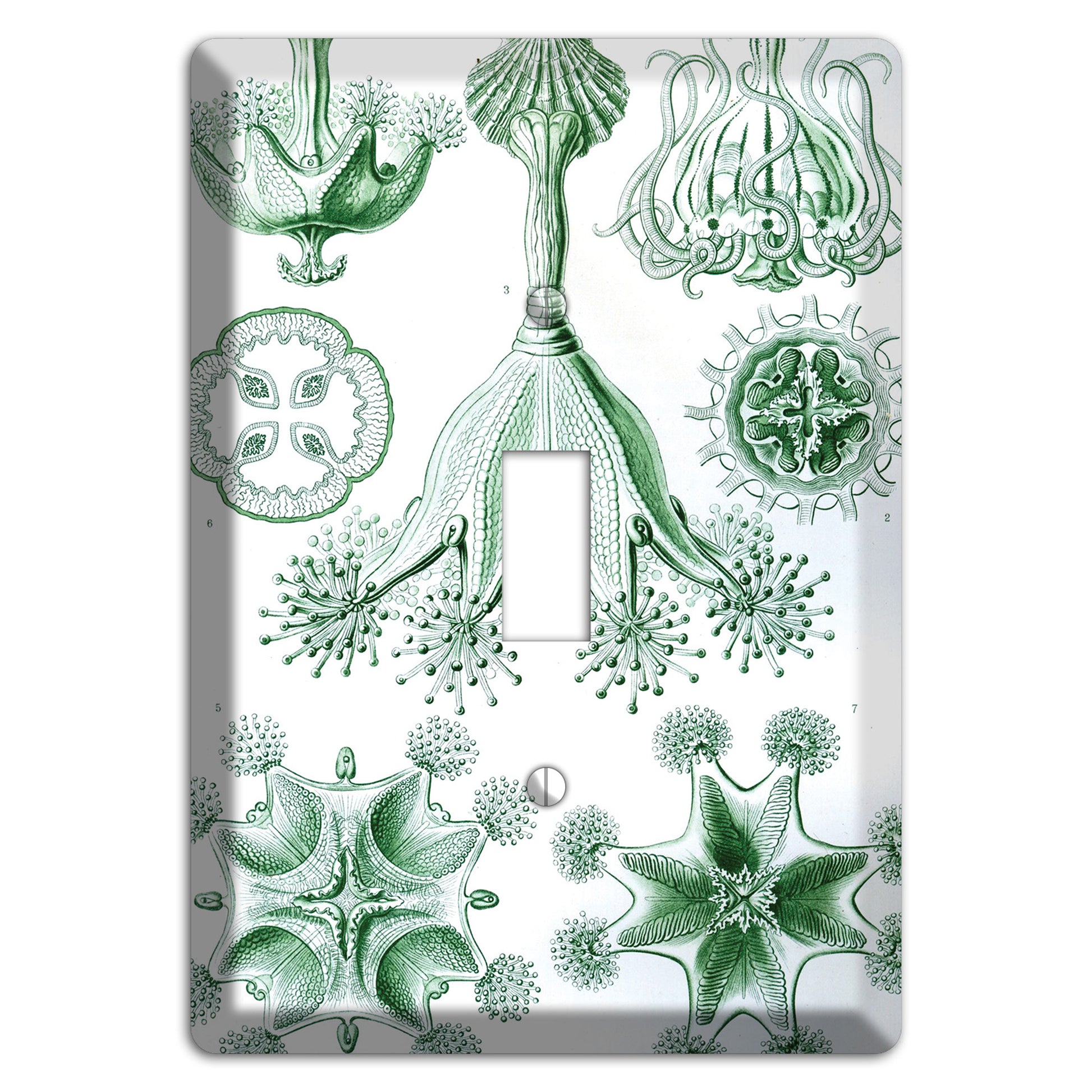 Haeckel - Stauromedusae Cover Plates