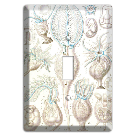 Haeckel - Microscopic Fossil 2 Cover Plates