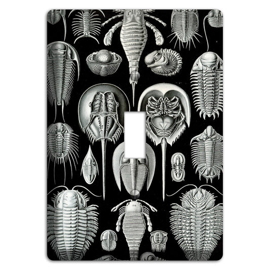 Haeckel - Aspidonia Cover Plates