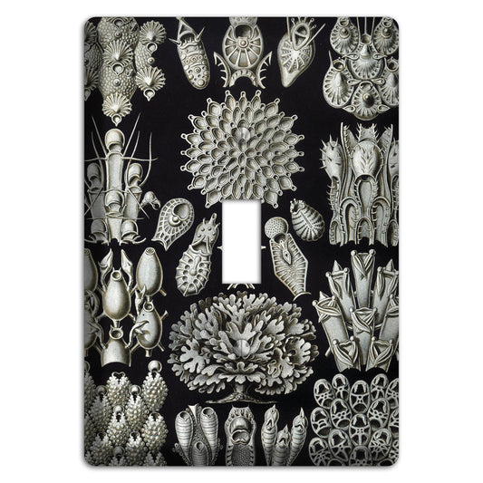 Haeckel - Bryozoa Cover Plates