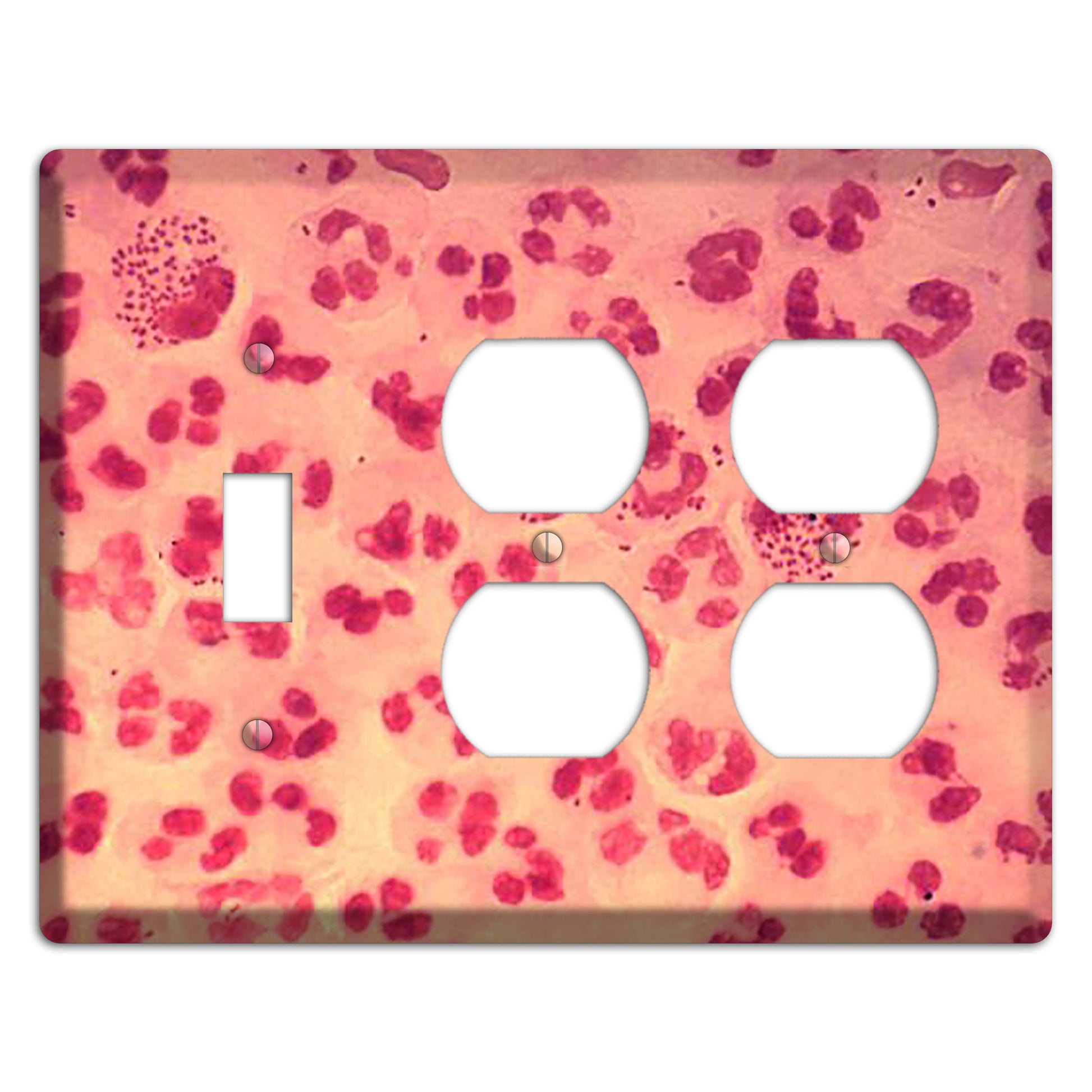 Gonococcal Urethritis Toggle / 2 Duplex Wallplate