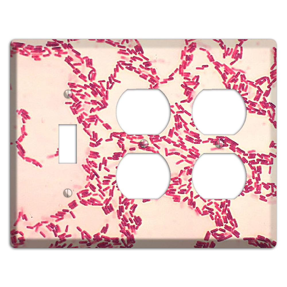 Bacillus Coagulans Toggle / 2 Duplex Wallplate