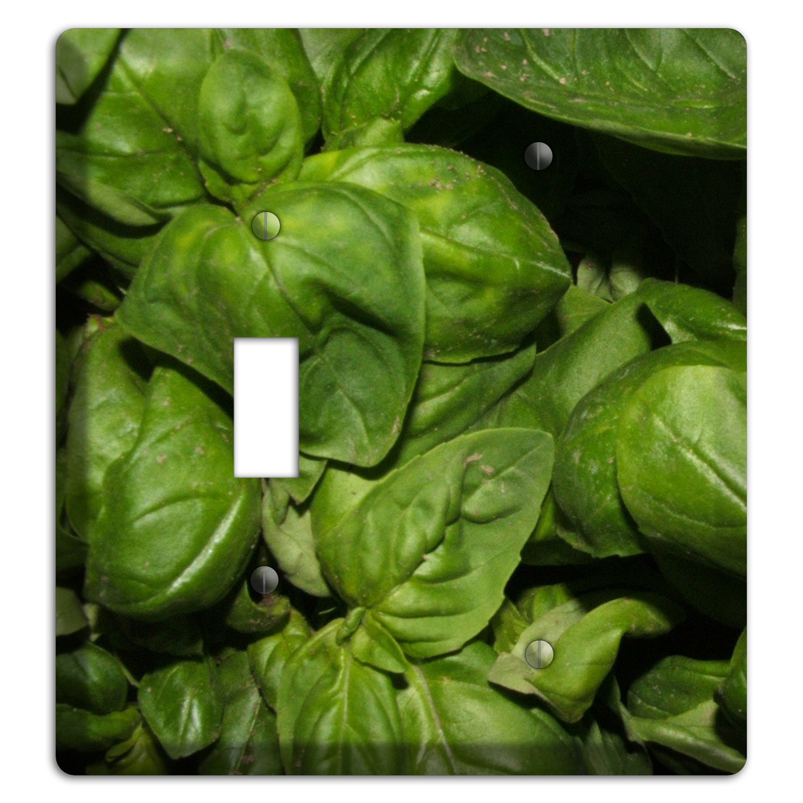 Basil Toggle / Blank Wallplate