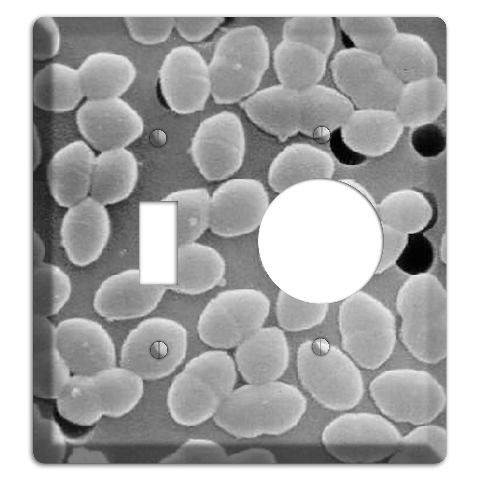 Entercoccus Toggle / Receptacle Wallplate