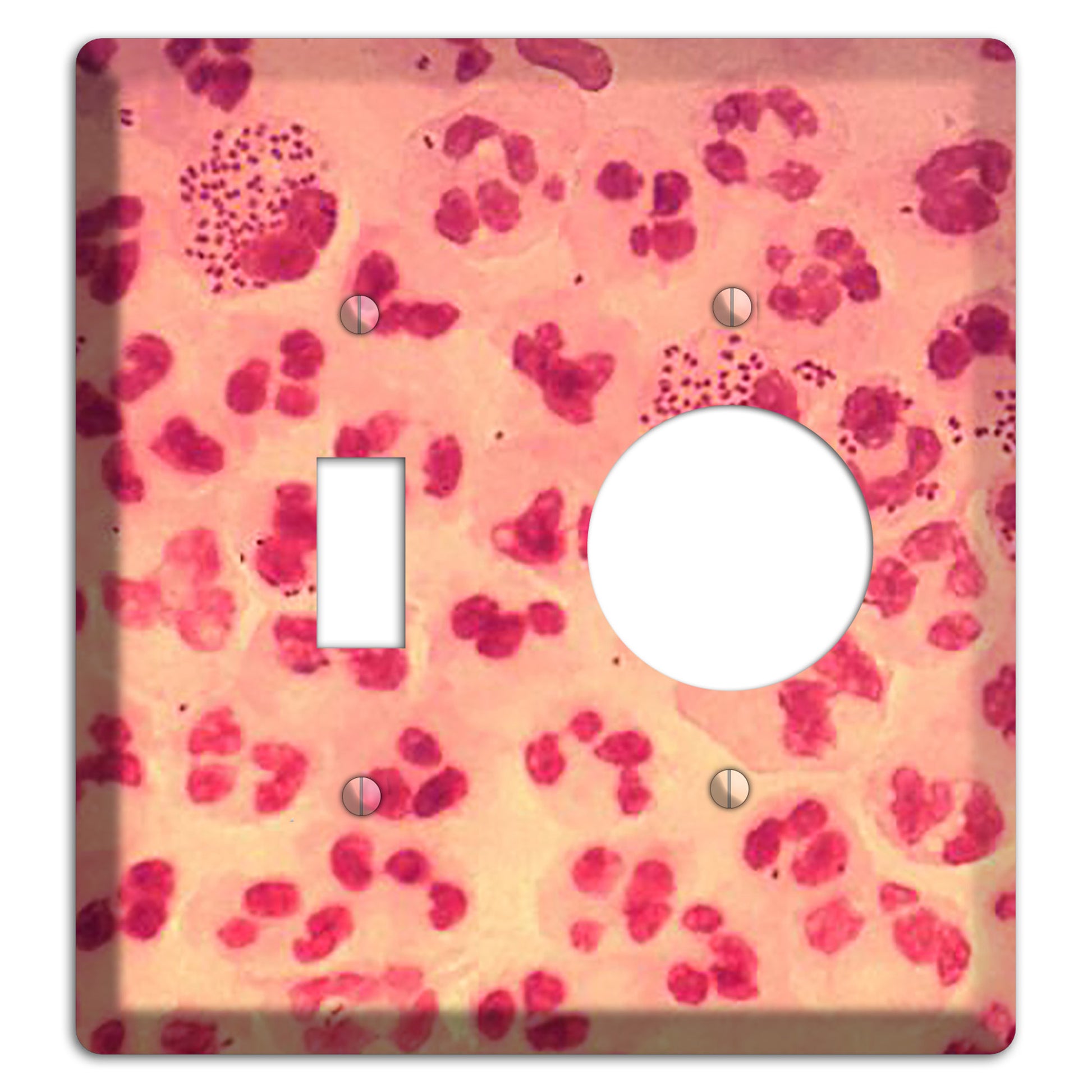 Gonococcal Urethritis Toggle / Receptacle Wallplate