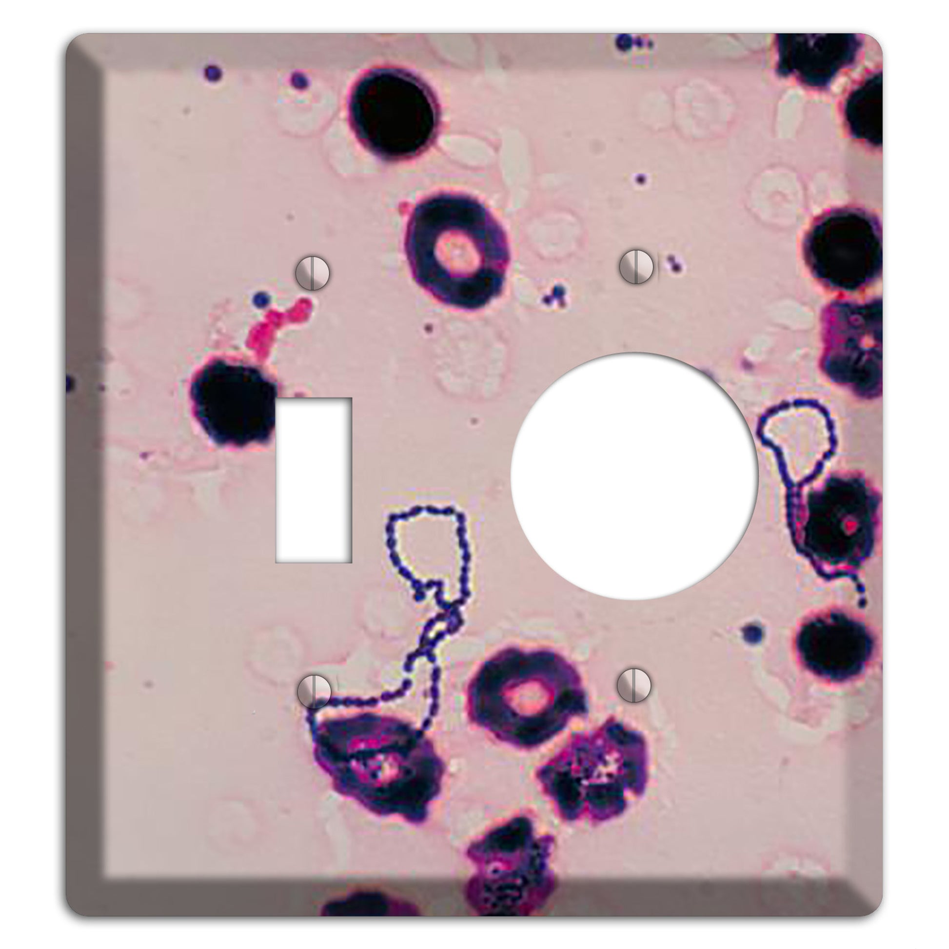 Streptococcus Viridans Toggle / Receptacle Wallplate