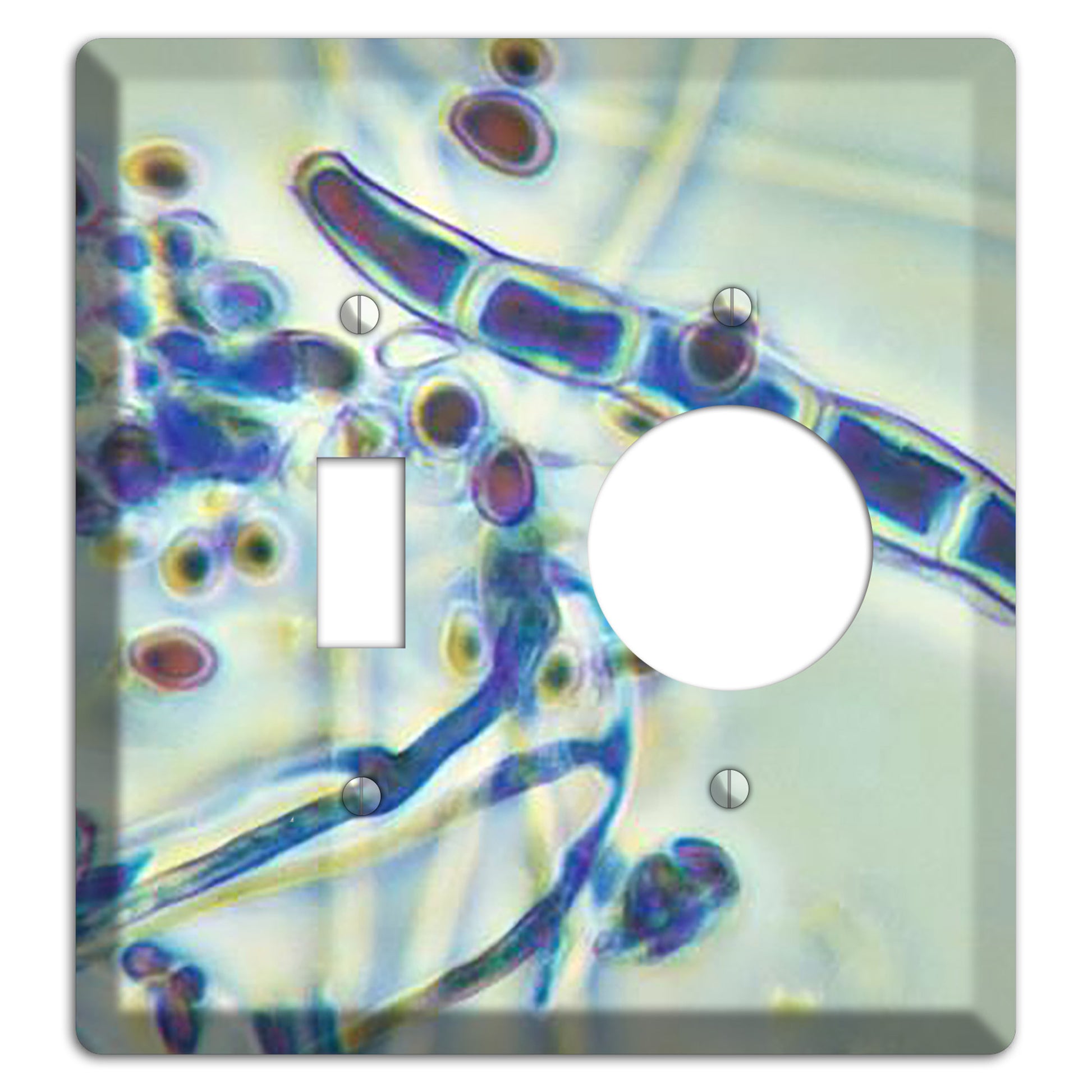Trichophyton Rubrum Var Rodhaini Toggle / Receptacle Wallplate