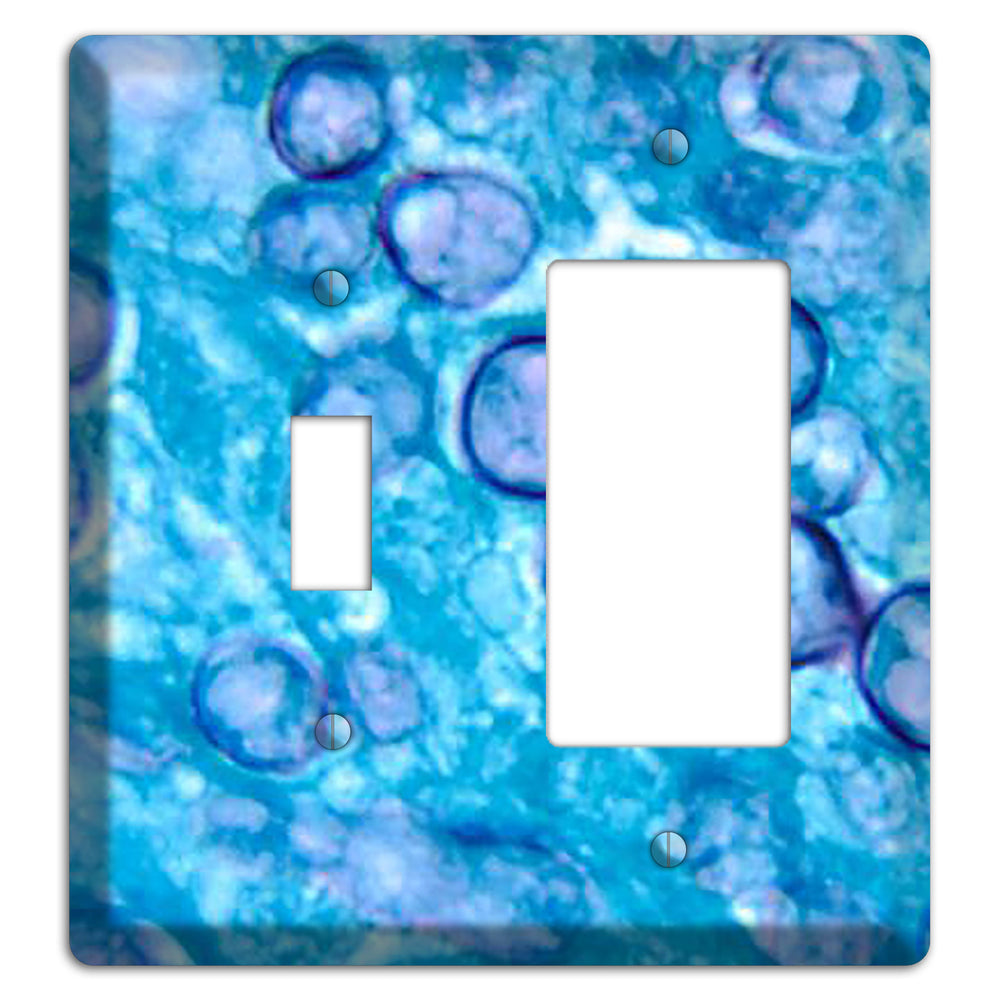 Histoplasma Capsulatum Duboisii Toggle / Rocker Wallplate