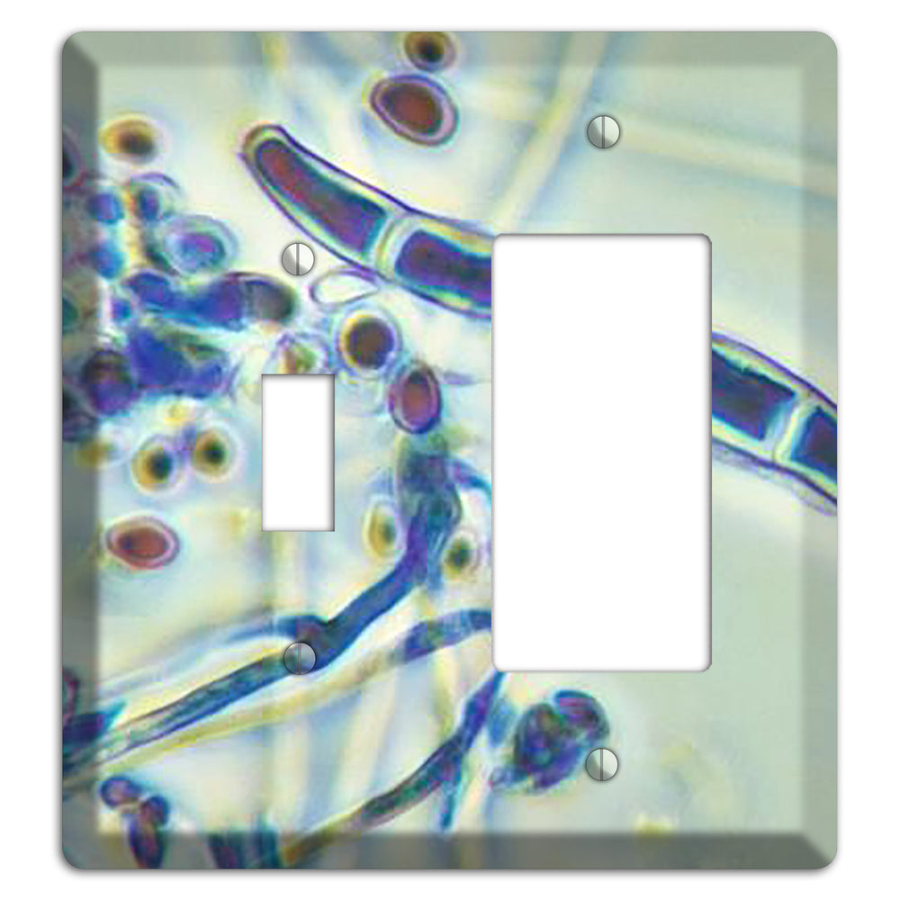 Trichophyton Rubrum Var Rodhaini Toggle / Rocker Wallplate
