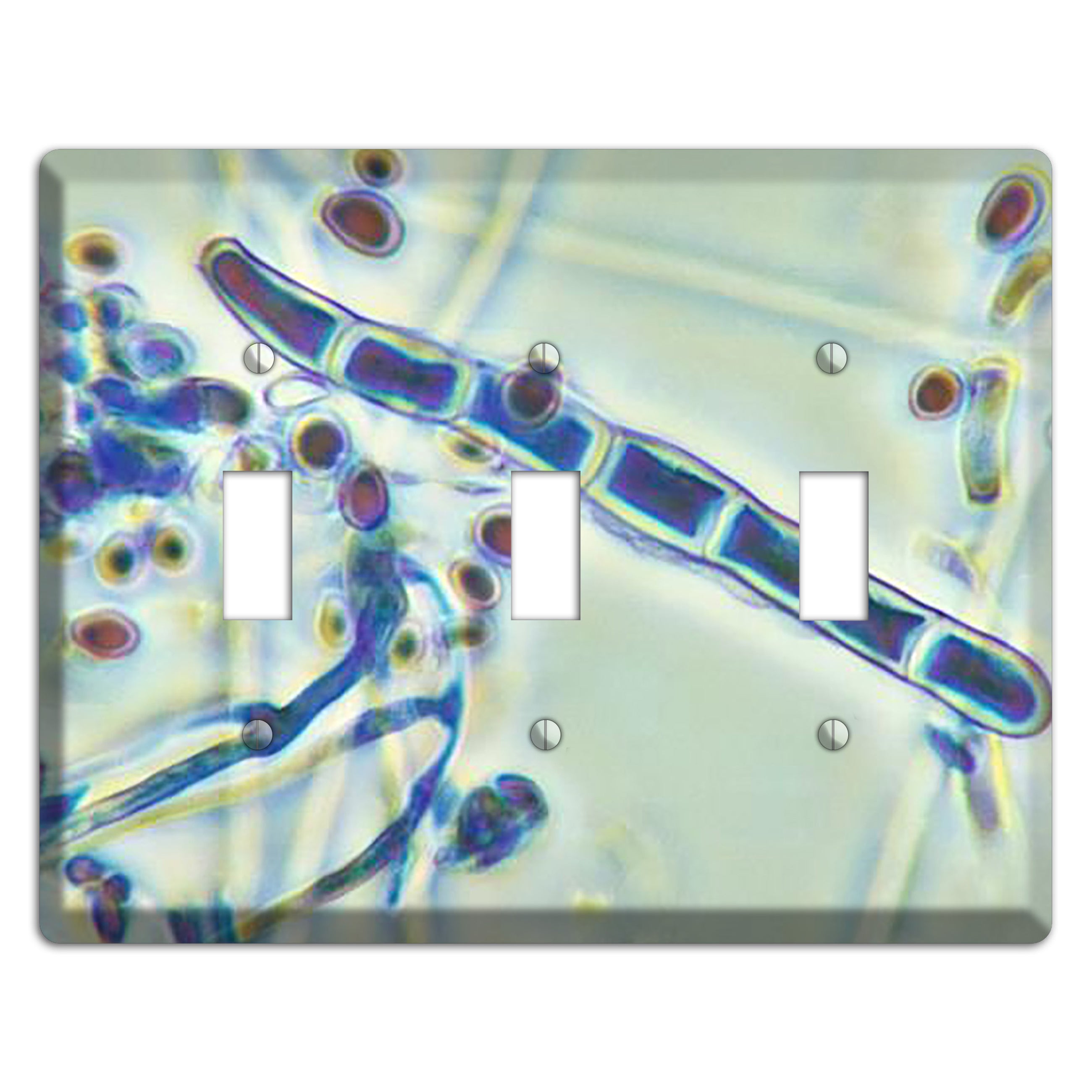 Trichophyton Rubrum Var Rodhaini 3 Toggle Wallplate